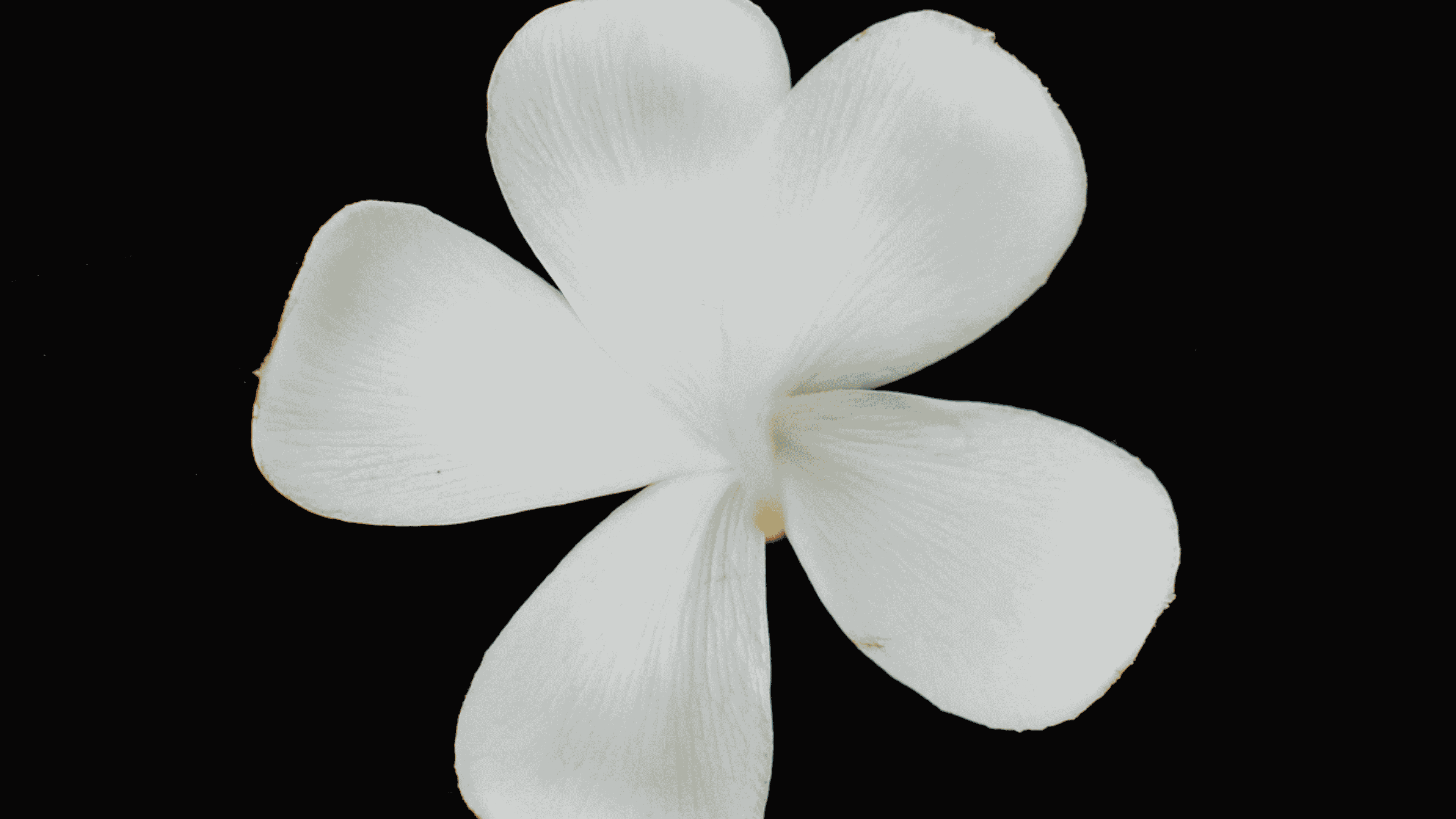 A white frangipani flower on a black ground